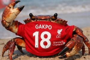 今日趣图：今天请别叫我神秘内切男，我是狼队MVP、右后卫加克波 - 资讯配图