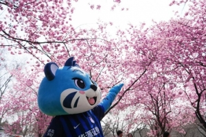 江城樱花季,邀您来看球! - 资讯配图