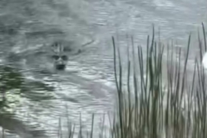 惊魂一刻！詹姆斯和布朗尼打高尔夫时遇到鳄鱼 硬着头皮去捡球 - 资讯配图