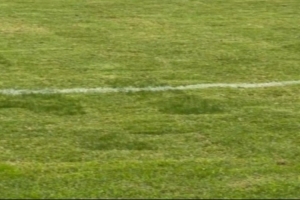 京媒：浙江队主帅阿洛伊西吐槽主场草皮，眼见为实确实不太理想 - 资讯配图